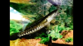 AGGRESSIVE Striped Snakehead channa striata Feeding Compilation  EpicAquatics BD [upl. by Retxed]