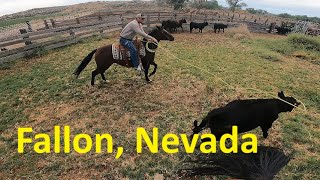 Fat Calves in Fallon Nevada [upl. by Anaerb666]