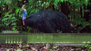 Cassowary Sound amp Calls  The deep growls amp rumbles of a Southern Cassowary [upl. by Irodim]