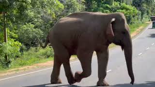 Wild elephants walking on the road [upl. by Macfadyn482]