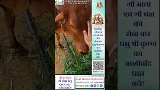 Gau Dham Halduchaur में गौ सेवा में भक्तजन 🙏🙏🙏 gaudhamhalduchaur [upl. by Iy]