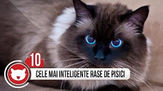 TOP 10 RASE DE PISICI INTELIGENTE [upl. by Ahsimet736]