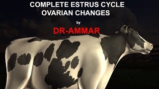 ESTRUS CYCLE IN COW [upl. by Nevak]