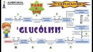 Glucólisis  Explicación  Vídeos Didácticos [upl. by Eerpud]