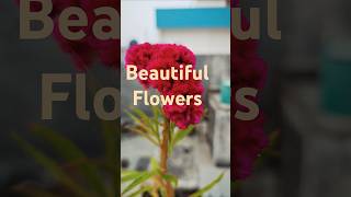 flowers beautiful shortofficial shortviralvideo nature shorts like [upl. by Appleby]