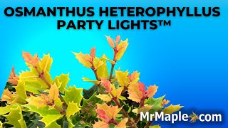 Osmanthus heterophyllus Shien Party Lights™  Colorful Pink Flush Tea Olive  MrMaple Clips 🍁 [upl. by Messing979]