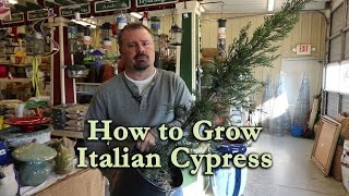 How to grow Italian Cypress Mediterranean Cypress with a detailed description [upl. by Edik]