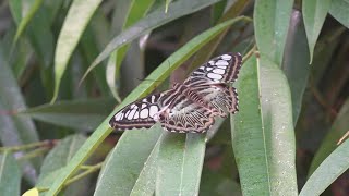 Monarch butterfly migration through south Texas expected to begin any day now [upl. by Venable]