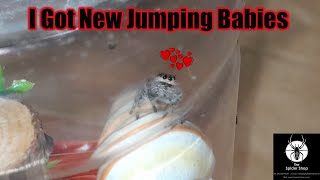 SPIDER MAIL Unboxing Some Stunning Jumping Spiders From The Spider Shop [upl. by Perla]