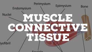 Muscle connective tissue [upl. by Montanez809]