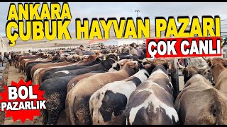 Ankara Çubuk Canlı Hayvan Pazarı Fiyatları 18 Ekim 2024 [upl. by Kania]