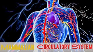 The Mammalian Circulatory System How Deep Does Your Knowledge Really Go [upl. by Sirrot]