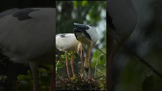 Couple of bird build nest music birds birdhome [upl. by Ansel]