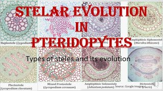 Stelar evolution in Pteridopytes  types of stele HPU BSc 1st Year Botany [upl. by Cash]