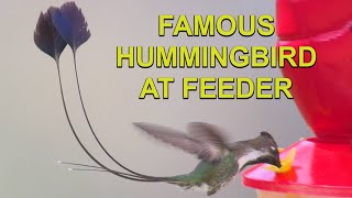 The MOST BEAUTIFUL HUMMINGBIRD Is Coming to Feeders [upl. by Ketchan438]