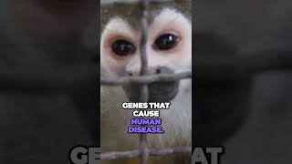 Mixing Of Human And Animal DNA With CRISPR documentary geneediting crispr dna [upl. by Nesyla]