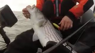 33” Striped Bass Foul Hooked on a Popper Full Length Version [upl. by Ymor418]