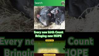 Tasmanian devil is the most unusual cute kid devil and its mother show new hopewildlife eagles [upl. by Fulks]