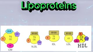 Lipoproteins Chylomicrons VLDL LDLHDL biochemistry metabolism lipid lipoprotein [upl. by Dominus]