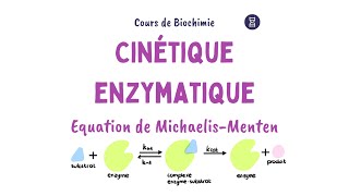 Cinétique enzymatique  Equation Michaelis Menten [upl. by Reviere]