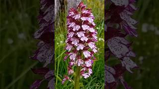 ¿Conocéis la orquídea púrpura 🟣 Orchis purpurea 🟣 Flores de primavera [upl. by Mccallion]