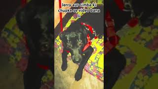 Jerry aur Simba dono sisters ki video bana li chupke se 🙈❤️‍🩹😂dog attitude attitude [upl. by Anuaek]