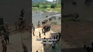 Pinnawala elephant orphanage 🐘 🐘elephant elephantvideo tourism travel srilanka world [upl. by Eydie228]