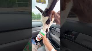 FEEDING ANIMALS AT ZOOTASTIC PARK NC [upl. by Enicar238]