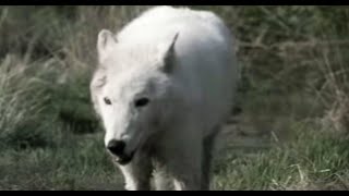 Lobo in Love  Lobo  The Wolf That Changed America  BBC Earth [upl. by Belayneh]