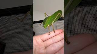 Giant Hooded Katydid Mini ✨LIFECYCLE gianthoodedkatydid giantinsects [upl. by Leelahk]