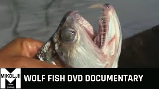 WOLF FISH DVD DOCUMENTARY [upl. by Dwain]