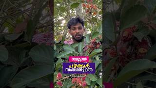 പഴങ്ങളുടെ രാജാവ് 😅  Malayalam Comedy  Abisheks Imaginations [upl. by Macdonell]