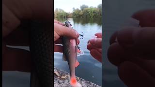 Amazing Fishing Rod Lets Go Fishingcutting fishing [upl. by Skoorb244]