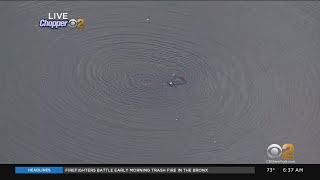 Car In Water At Hempstead Lake State Park [upl. by Rolyak]