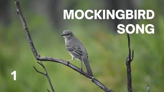 Mockingbird bird Song Part 1  Mockingbird bird singing  Mockingbird bird sounds  Bird sounds [upl. by Yetac]