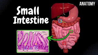 Small Intestine Anatomy Parts Topography Structures Layers [upl. by Trask]