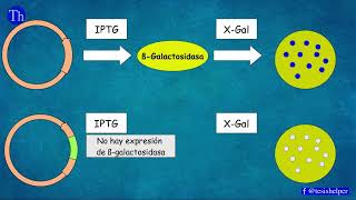 Ligación de ADN Transformación de bacterias competentes y selección de colonias blancas y azules [upl. by Dalpe]