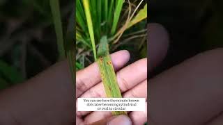 Brown spot of Rice  Disease of Rice  Helminthosporium oryzae  rice agriculture shorts [upl. by Andryc908]