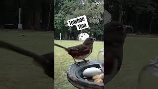 Towhee Tuesdays with Tina towhee birds shorts short shortsfeed [upl. by Deckert]