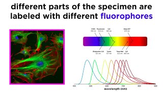 Widefield and Confocal Fluorescence Microscopy [upl. by Hollah]