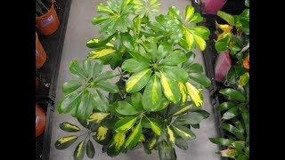 Schefflera Plant Complete Guide  How to Grow and Care Umbrella Plant [upl. by Eussoj]