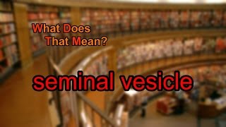 What does seminal vesicle mean [upl. by Adnorhs]