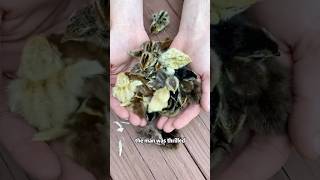 Tiny chicks that can’t survive on their ownshorts animals chick brid rescue [upl. by Odoric]