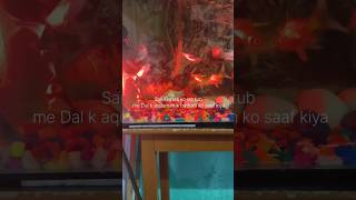 Cleaning my fish tank  Koi fish tank mates  Gourami  Sharks  newfishtank viralshort [upl. by Ydna]