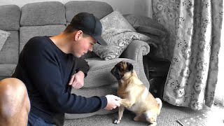 Training Your Pug Tricks For Beginners [upl. by Argyres]