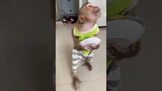 Aww Very smart baby Monkey monkey baby4 babyanimal baby3 cute babymonkey baby1 [upl. by Janyte]