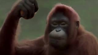 Sopa de macaco Vídeo oficial [upl. by Service]