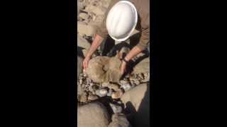 Discovering Fossils Giant ammonite revealed within split boulder [upl. by Kolosick]