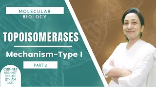 Topoisomerases  Mechanism of Type I Topoisomerases  CSIRNETJRF  Molecular Biology [upl. by Drageruaeb50]