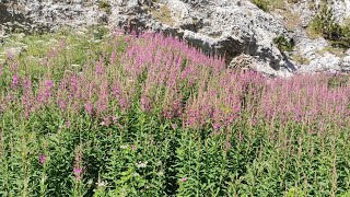 Epilobium angustifolium ή Επιλόβιο το στενόφυλλο [upl. by Homerus728]